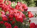 wunderschöne Rosen